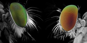 macrofotografias de insetos-Donald-Jusa