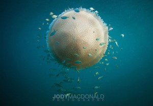 Massive-jellyfish-Burma