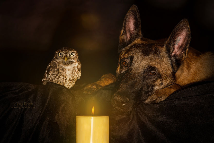 ingo-else-dog-owl-friendship-tanja-brandt-1