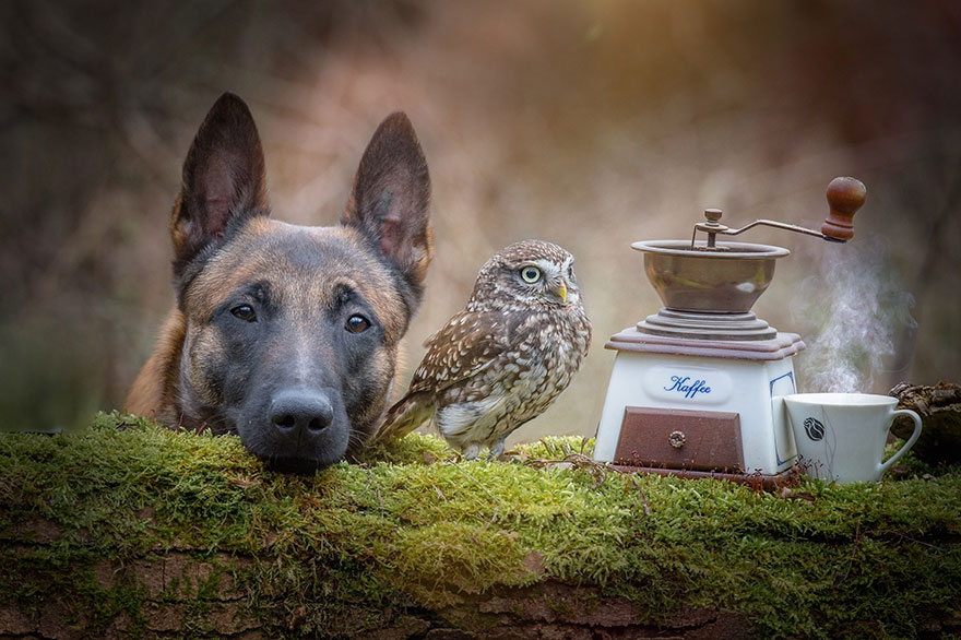 ingo-else-dog-owl-friendship-tanja-brandt-13